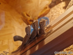 Bartagamen jungtiere