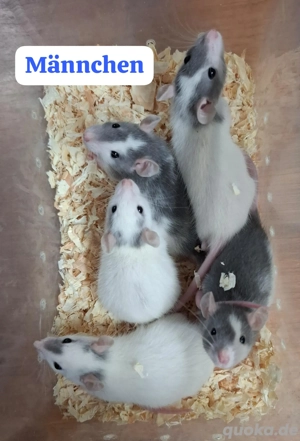 Farbratten Männchen aus liebevoller Hobbyzucht bald abzugeben! Handgewöhnt und Sozialisiert!