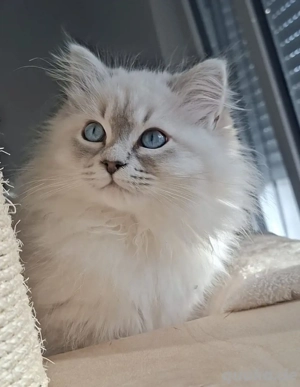 Bildschöne reinrassige Neva Masquerade Kitten