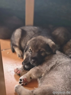 Mischlinge Sarplein und Schäferhundmix 
