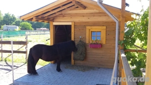 suche Shetty als Einsteller