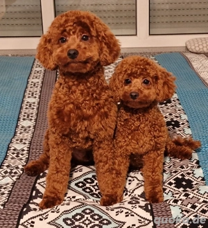2 x Toy Pudel Zwergpudel Welpen