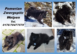 Reinrassiger Pomeranian Zwergspitz Toy Welpe
