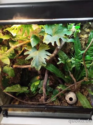 2 Korallenfinger-Laubfrösche mit Paludarium von Exo-Terra