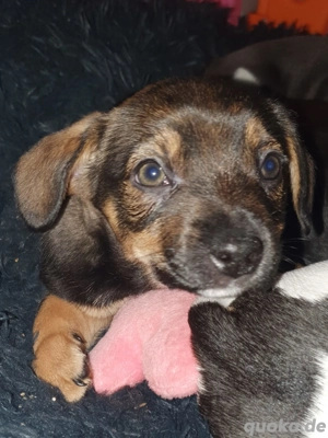 Franz Bulldogge Jack Russel Mini Bulli mix 