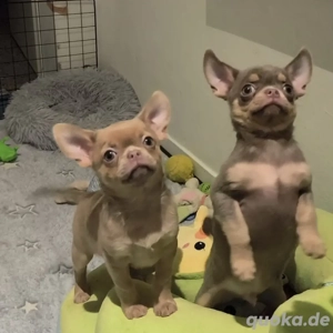 Chihuahuas (Bruder und Schwester)