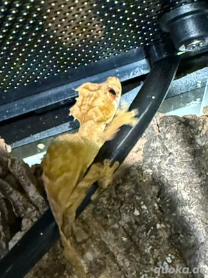 Uroplatus Ebenaui 1.0