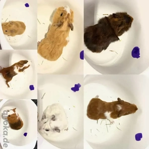    Meerschweinchen zur Abgabe   verantwortungsvolle Plätze gesucht