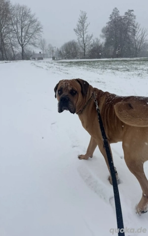 Biete wunderschönen Cane Corso als Deckrüden an
