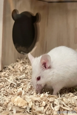 Farbmaus, Maus, Kleintiere