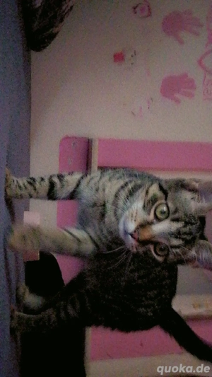 Katze zu verkaufen Dringend