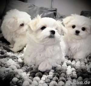 Reinrassige Malteser Welpen dürfen ausziehen
