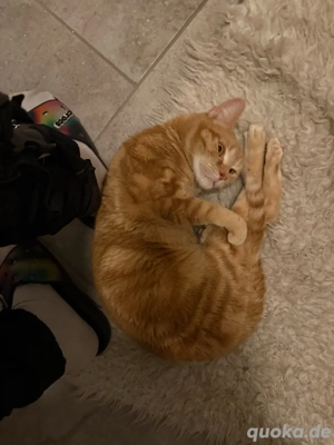 kater Teddy sucht ein neues zuhause 