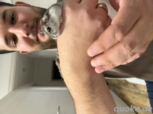 Zwerghamster inkl Nagarium und etc.