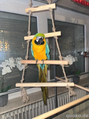 Gelbbrustara Charly Hahn