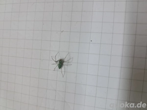 Peucetia viridans 3 Fh ca. 