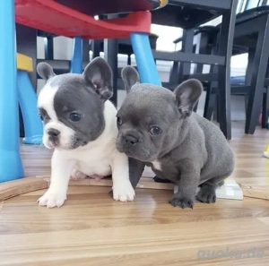 Französische Bulldoggen Welpen mit Papieren 