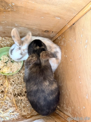 Kaninchen abzugeben 