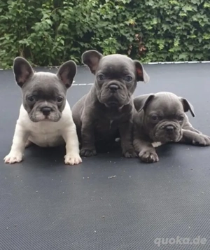 Zuckersüße Französische Bulldoggen Welpen mit Ahnentafel