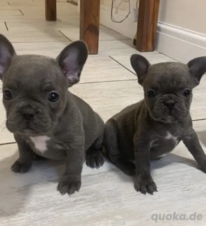 Zuckersüße sportliche Französische Bulldoggen Welpen Blue Lilac