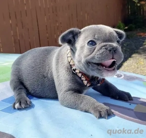 Premium Französische Bulldoggen Welpen 