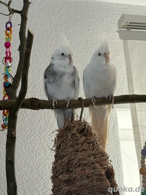 Nymphensittiche unterschiedlichen Alters