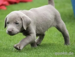 Silber Labrador Welpen mit Papieren