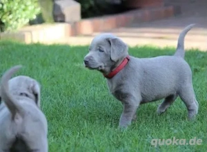 Silber Labrador Welpen mit Papieren