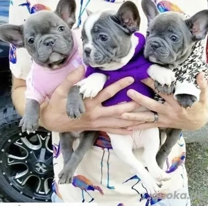 Französische Bulldoggen Welpen 