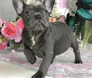 Französische Bulldoggen Welpen suchen ein schönes Zuhause