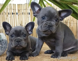  Bildschöne französische Bulldoggen,blue tan, kerngesund Und Merle 