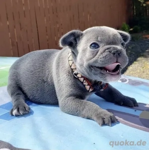 Französische Bulldoggen Welpen suchen ein schönes Zuhause