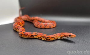 landrace okeetee kornnatter weibchen aus 24