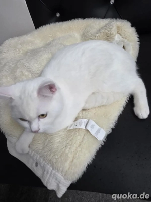 Verschmuster junger Kater, 5,5 Monate   Europäisch Kurzhaar x BKH