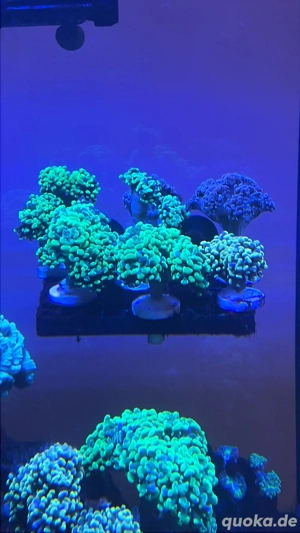 Euphyllia Paraancora Grün, Gold und Lila 