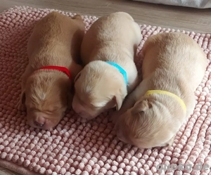 Welpen suchen gute Familie  