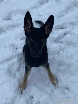 Deutsche osteuropäische schäferhündin