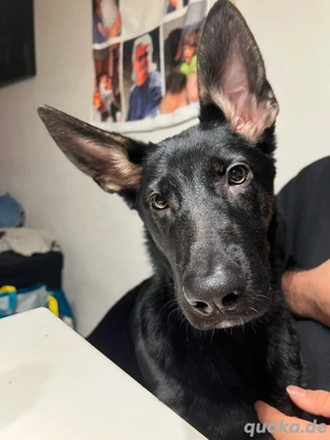 Deutsche osteuropäische schäferhündin