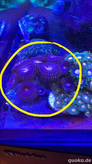 Zoanthus Alien Explosion 