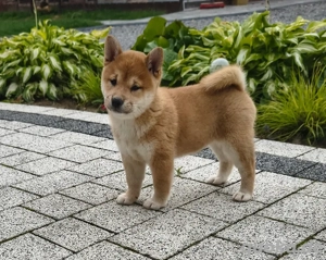 Shiba Inu Welpen