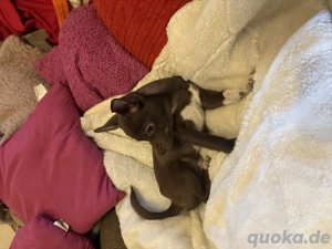 Chihuahua Welpen Wuderschöne mini Kärlchen mit riesigen Herzchen  Bild 9