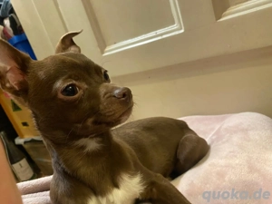 Chihuahua Welpen Wuderschöne mini Kärlchen mit riesigen Herzchen  Bild 5