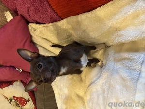 Chihuahua Welpen Wuderschöne mini Kärlchen mit riesigen Herzchen  Bild 7