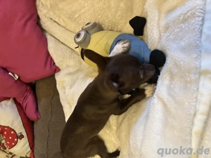 Chihuahua Welpen Wuderschöne mini Kärlchen mit riesigen Herzchen  Bild 8
