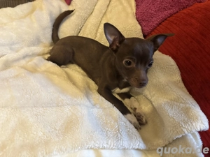 Wunderschöner kluger Chihuahua Puppy sucht Liebevolle zuhause   