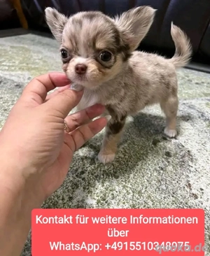 Merle Chihuahua welpen 