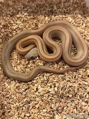 kornnatter caramel striped 