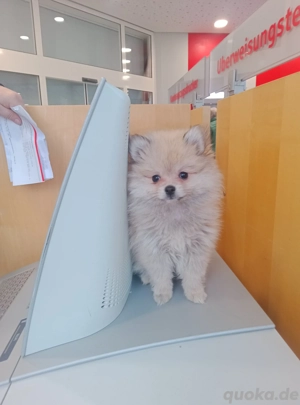 Pomeranian Welpe