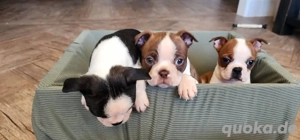 Boston Terrier Welpen