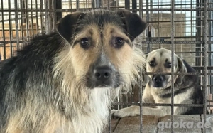 Unsicherer Findus sucht Schutz und Liebe Bild 4